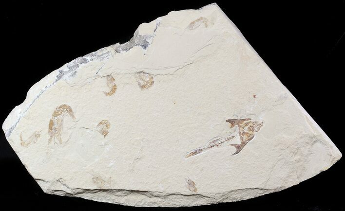 Fossil Crusher Fish (Coccodus) With Shrimp & Worm - Cretaceous #48515